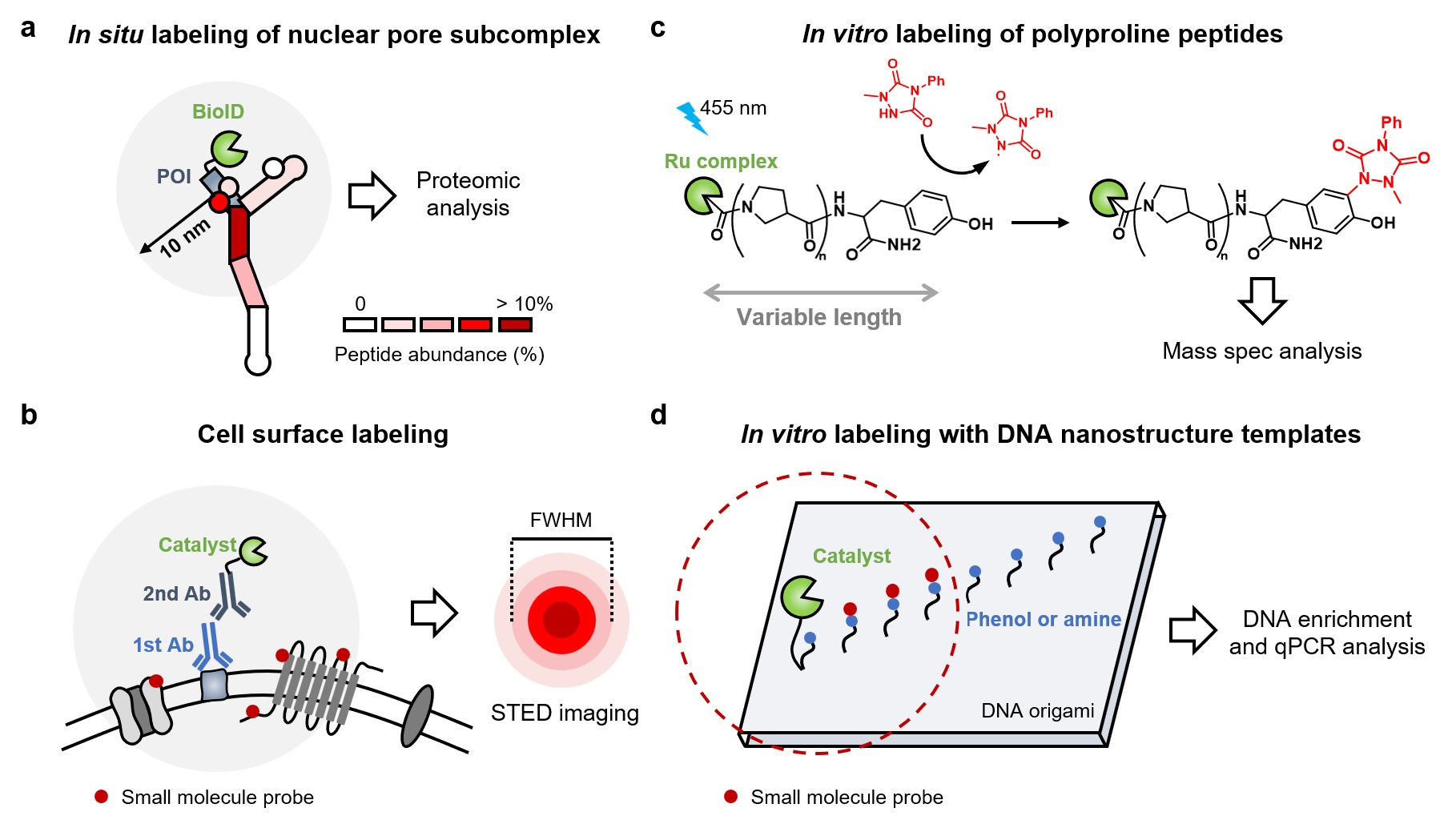 Proximity labeling approaches using nuclear pore subcomplexes, cell surfaces, polyproline peptides and DNA nanostructure templates