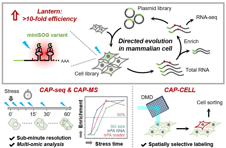 Lantern directed evolution and applications in CAP-seq, CAP-MS and CAP-CELL