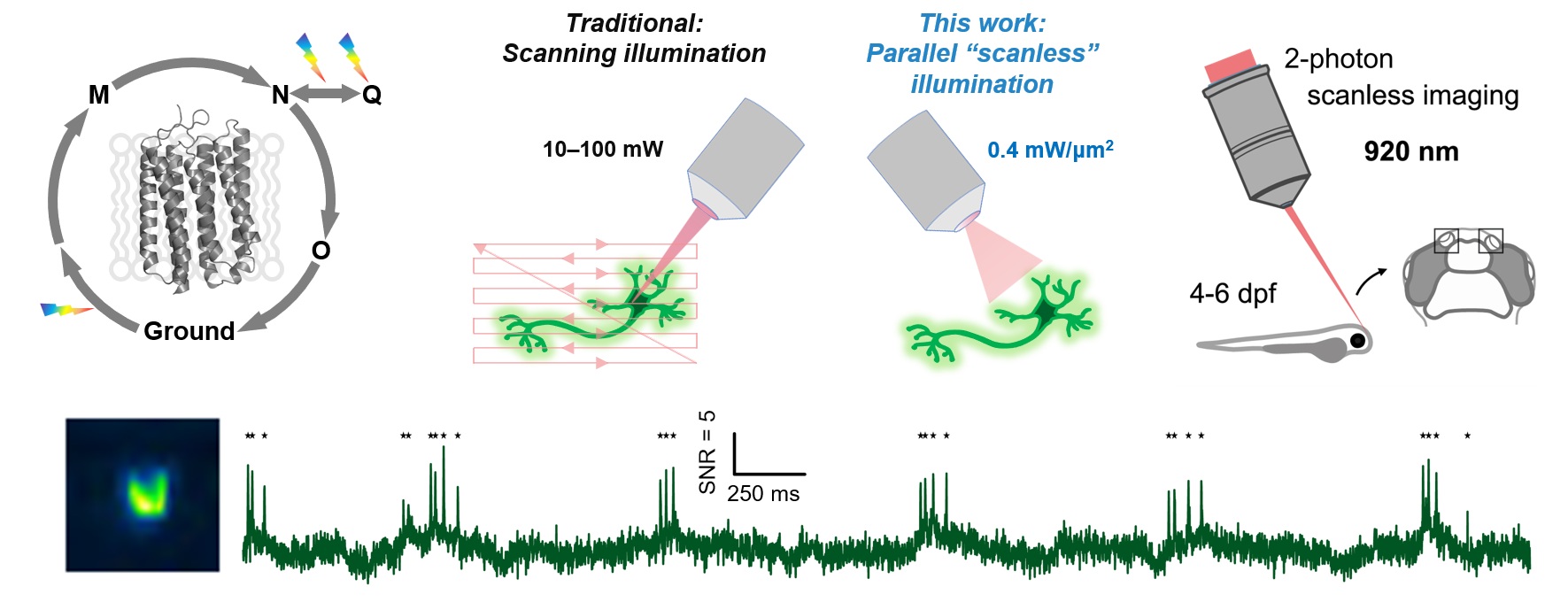 Scanning and scanless two-photon illumination, zebrafish imaging and a voltage recording trace