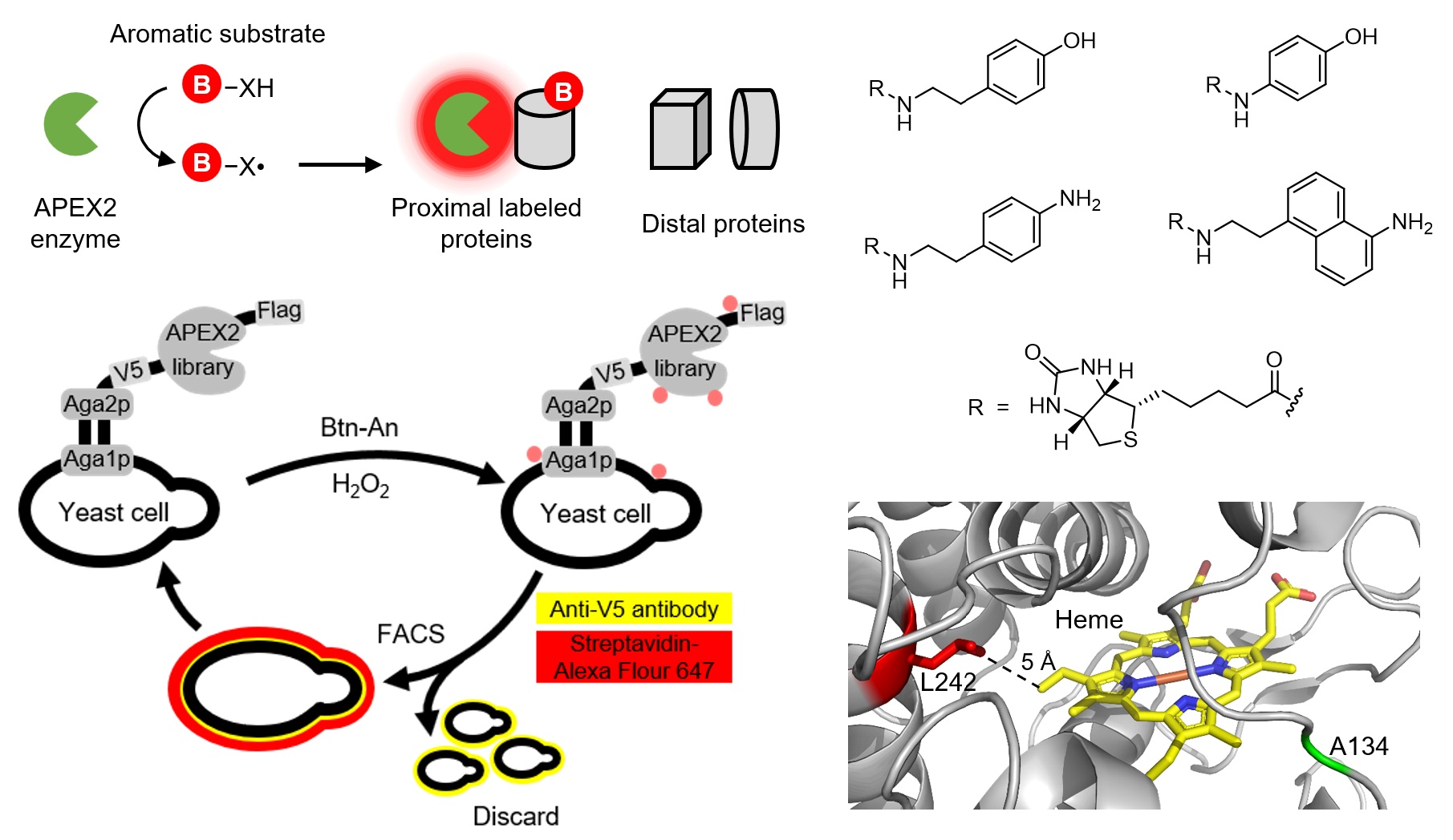 APEX2 proximity labeling, yeast-surface directed evolution, probe structures and enzyme structure