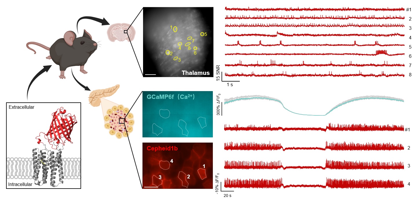 Cepheid indicators report voltage in brain slices and voltage-calcium coupling in pancreatic islets.