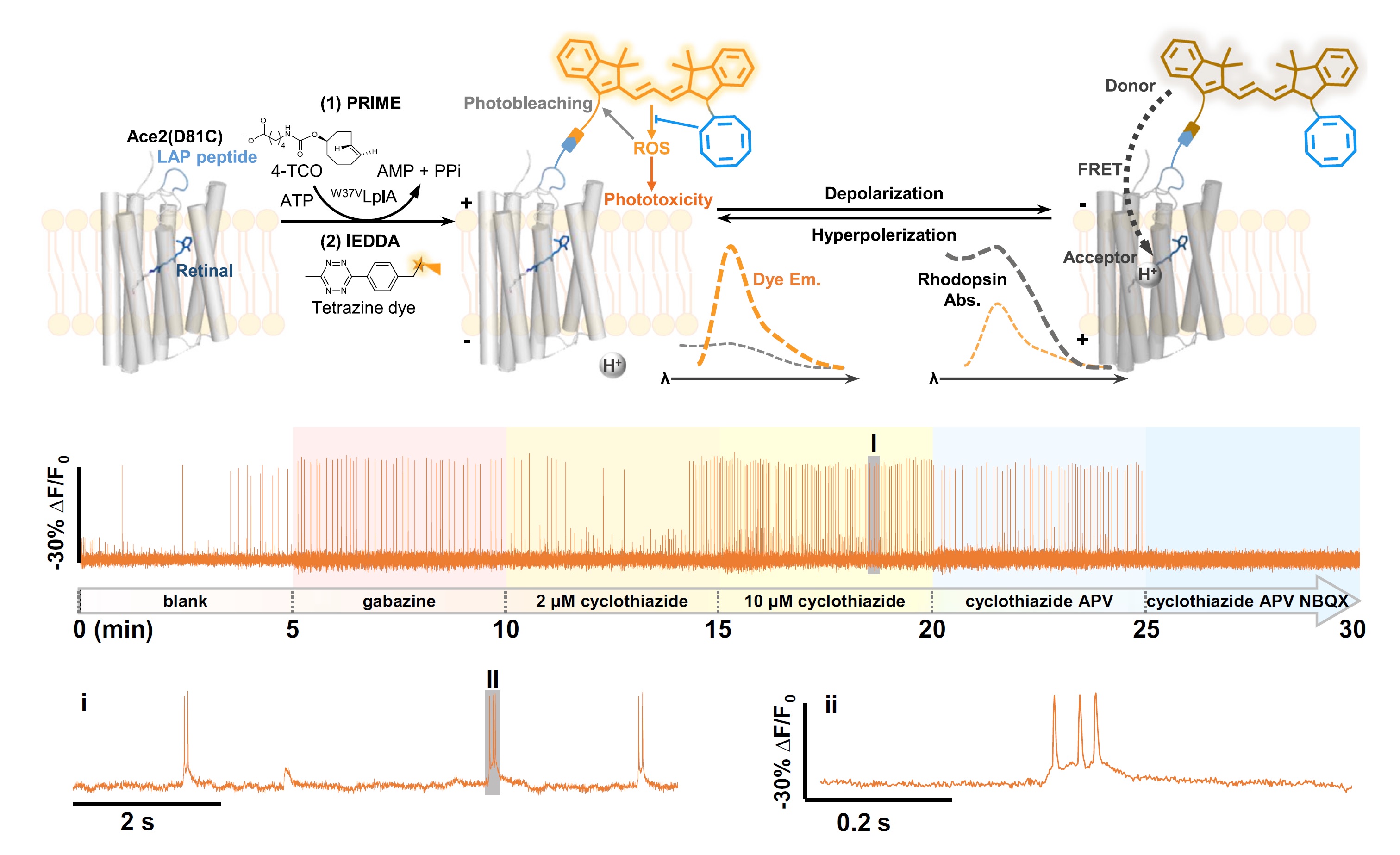 HVI-COT design and a 30-minute neuronal voltage recording during drug treatments.