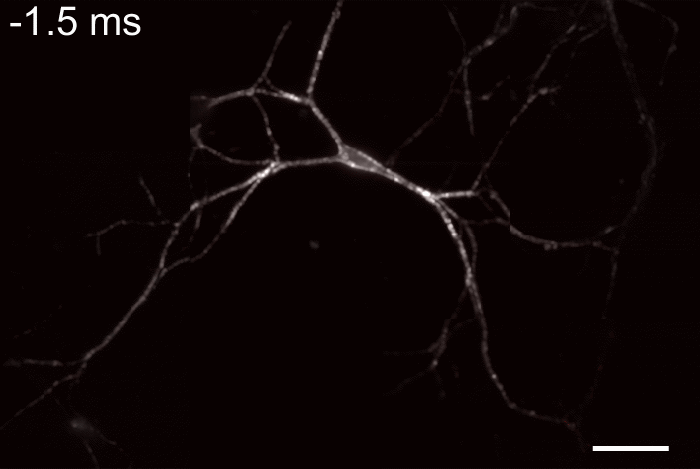 Animated neuronal voltage propagation recorded with stroboscopic voltage imaging (2023).