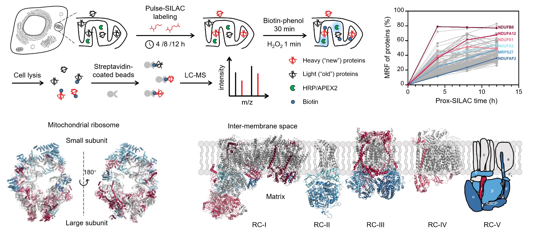 Prox-SILAC workflow and spatially resolved measurements of mitochondrial protein turnover.