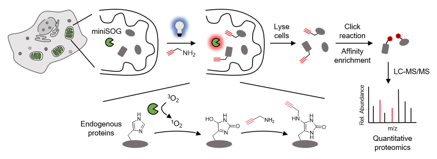 CAP-MS uses targeted miniSOG photocatalysis to label nearby proteins for enrichment and mass spectrometry.