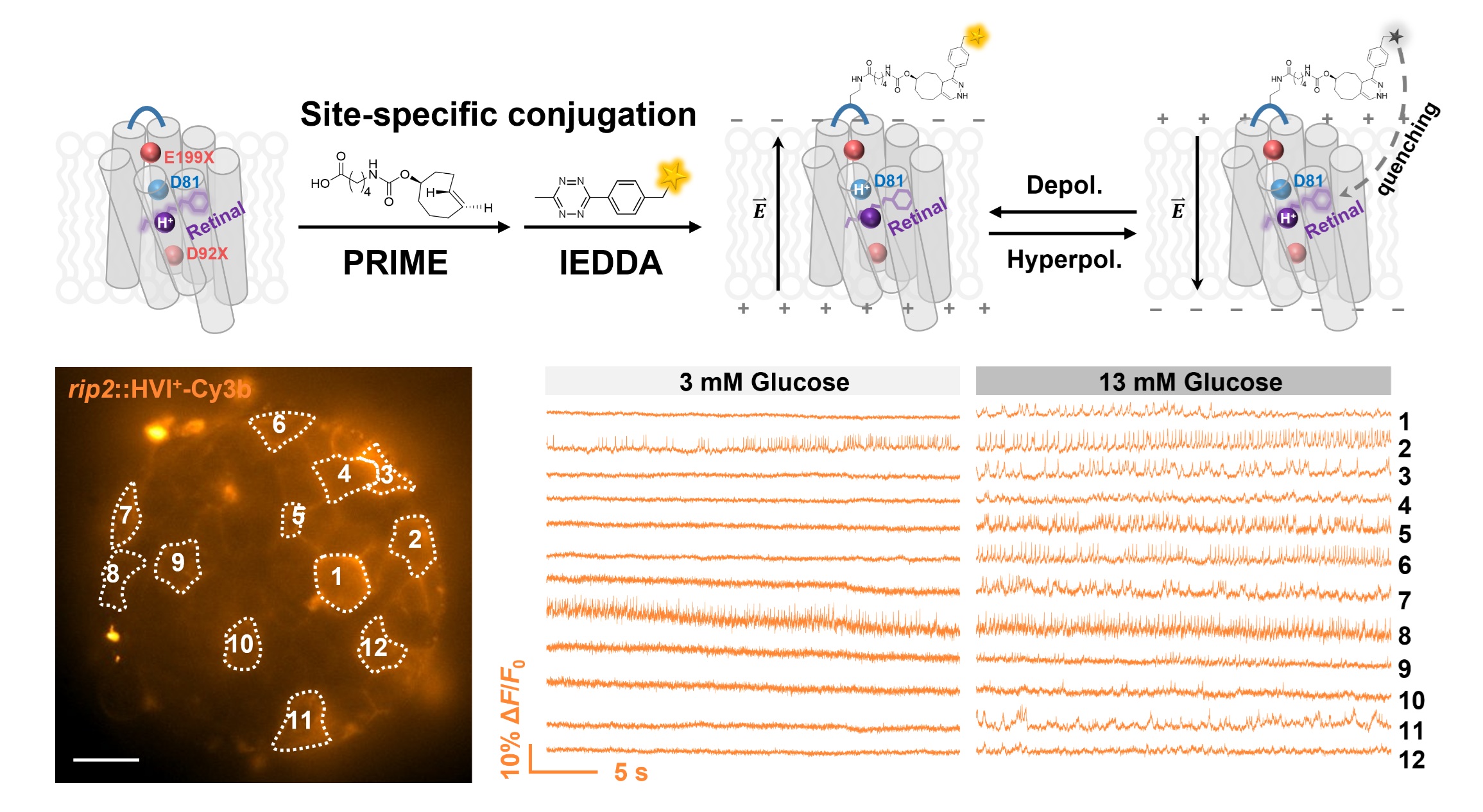 Positive-going HVI indicators and pancreatic-islet voltage recordings at two glucose concentrations.