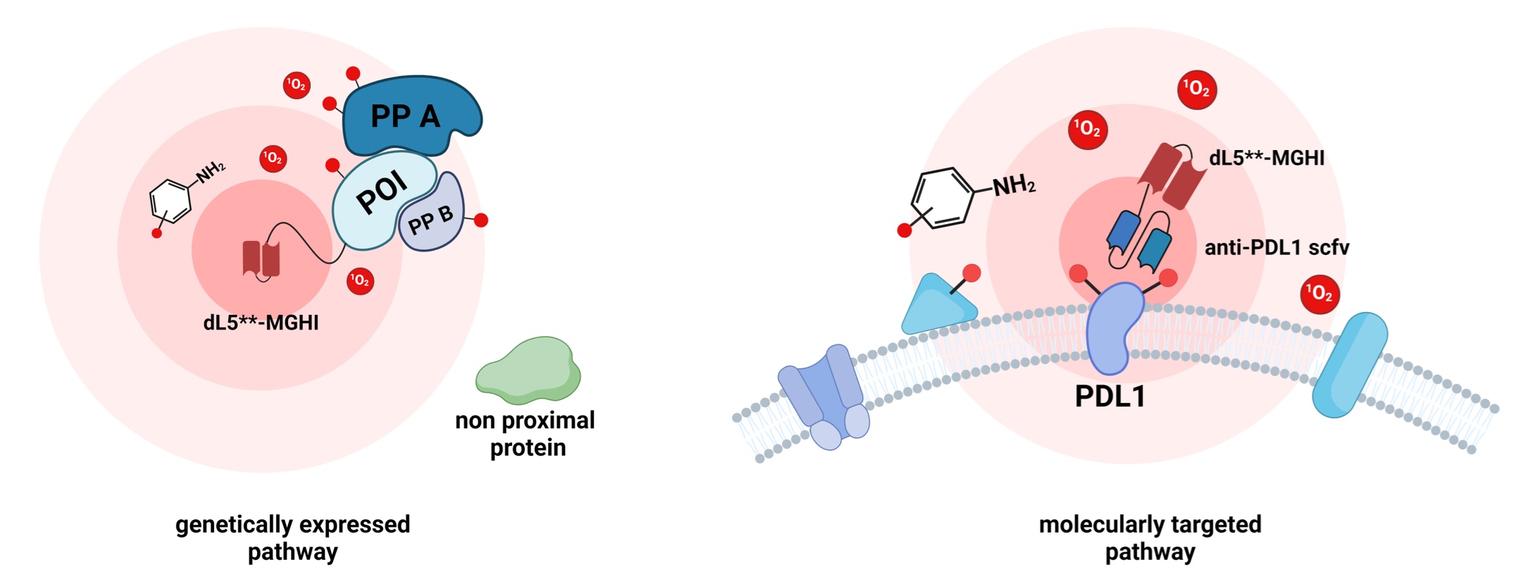FLAPP uses a fluorogen-activating protein and iodinated malachite green for near-infrared photocatalytic proximity labeling.