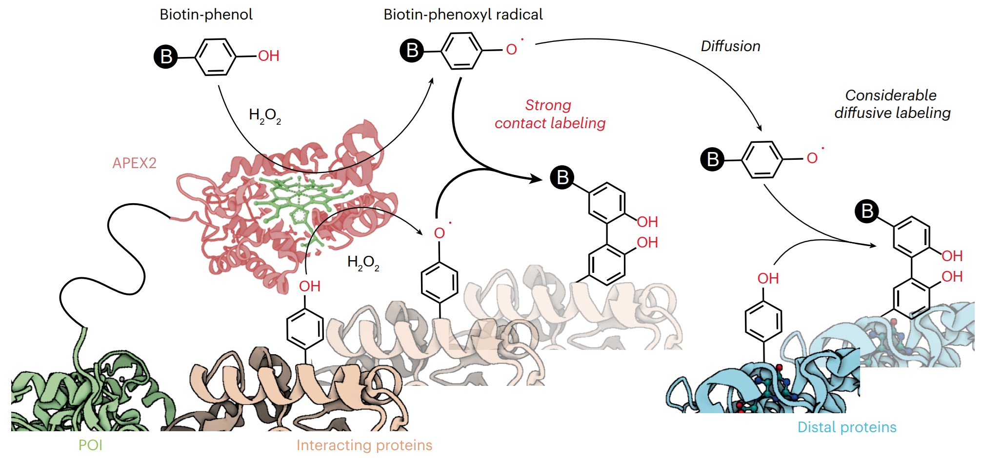 Contact-dependent and diffusive contributions to APEX2 proximity labeling investigated using DNA nanostructures.