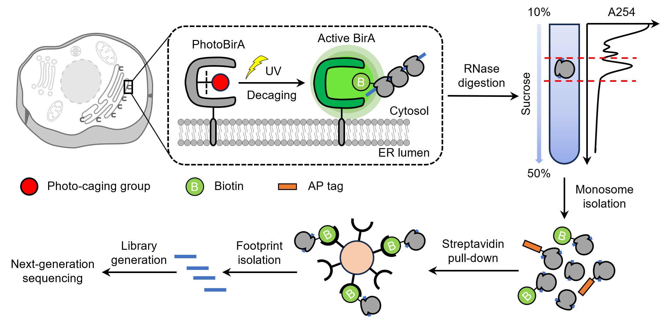 OptoRibo-seq combines photoactivated proximity labeling with ribosome profiling to map local translation.